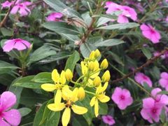 花兒-白鹭洲公园