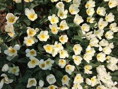 iphone_upload_pic-石家庄市植物园