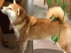 -柴务处·柴犬主题狗咖