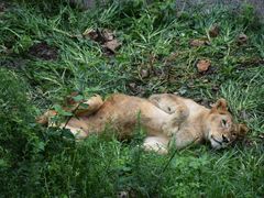 -大连森林动物园