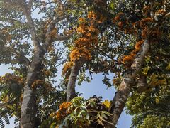 -中国科学院西双版纳热带植物园