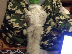 iphone_upload_pic-纳吉亚猫专科动物诊疗中心(蒋宅口分院)