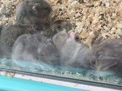 -怪兽屋·羊驼·猫咖·狗咖(俊华广场店)