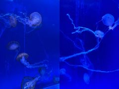 -海合安武汉极地海洋公园