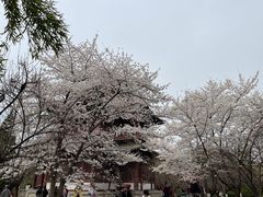 -西安青龙寺遗址景区