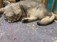 -猫小院猫主题咖啡厅(北锣店)