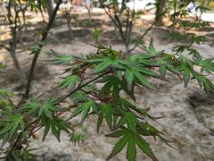 -大兴滨河森林公园