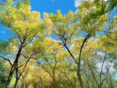 -永定河休闲森林公园