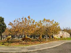 -上海海湾国家森林公园