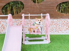 -汪说喵讲宠物乐园宠物酒店(红星美凯龙店)