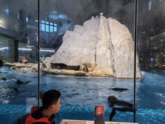 -帝企鹅自助餐厅•儿童岛•真企鹅(长隆企鹅酒店)