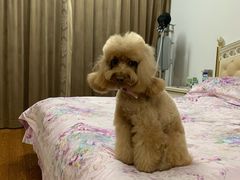 -BABYDOG宝贝狗宠物乐园(欧洲城店)