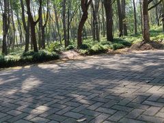 -上海海湾国家森林公园