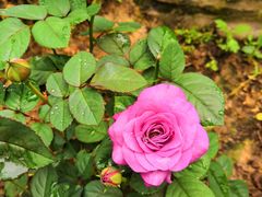 -合肥滨湖国家森林公园