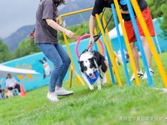 -趣玩宠物乐园寄养训犬训狗游泳池