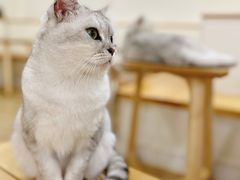 -李小姐の猫咖啡馆(五角场店)