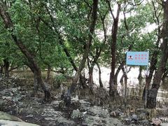 -宝安西湾红树林湿地公园