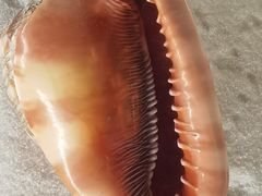 -青岛贝壳博物馆