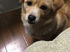 -爱侣宠医·鹦鹉专科·小型哺乳类·异宠专科(灵石路店)