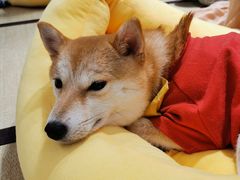 -逗柴咖啡屋·狗咖猫咖宠物桌游