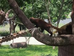 -合肥野生动物园