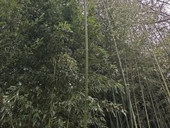 -竹泉村旅游度假区