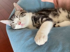 -翊宠yipet猫狗购宠庄园犬舍•猫舍