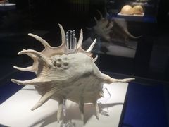 -贝壳王国博物馆
