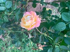 -香蜜公园
