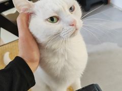 -琪喵猫屋·撸猫猫咖·猫舍