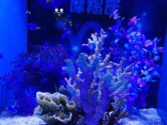 -上海海昌海洋公园