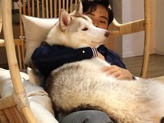 -Husky Go! 哈士奇体验馆·宠物咖啡厅狗咖