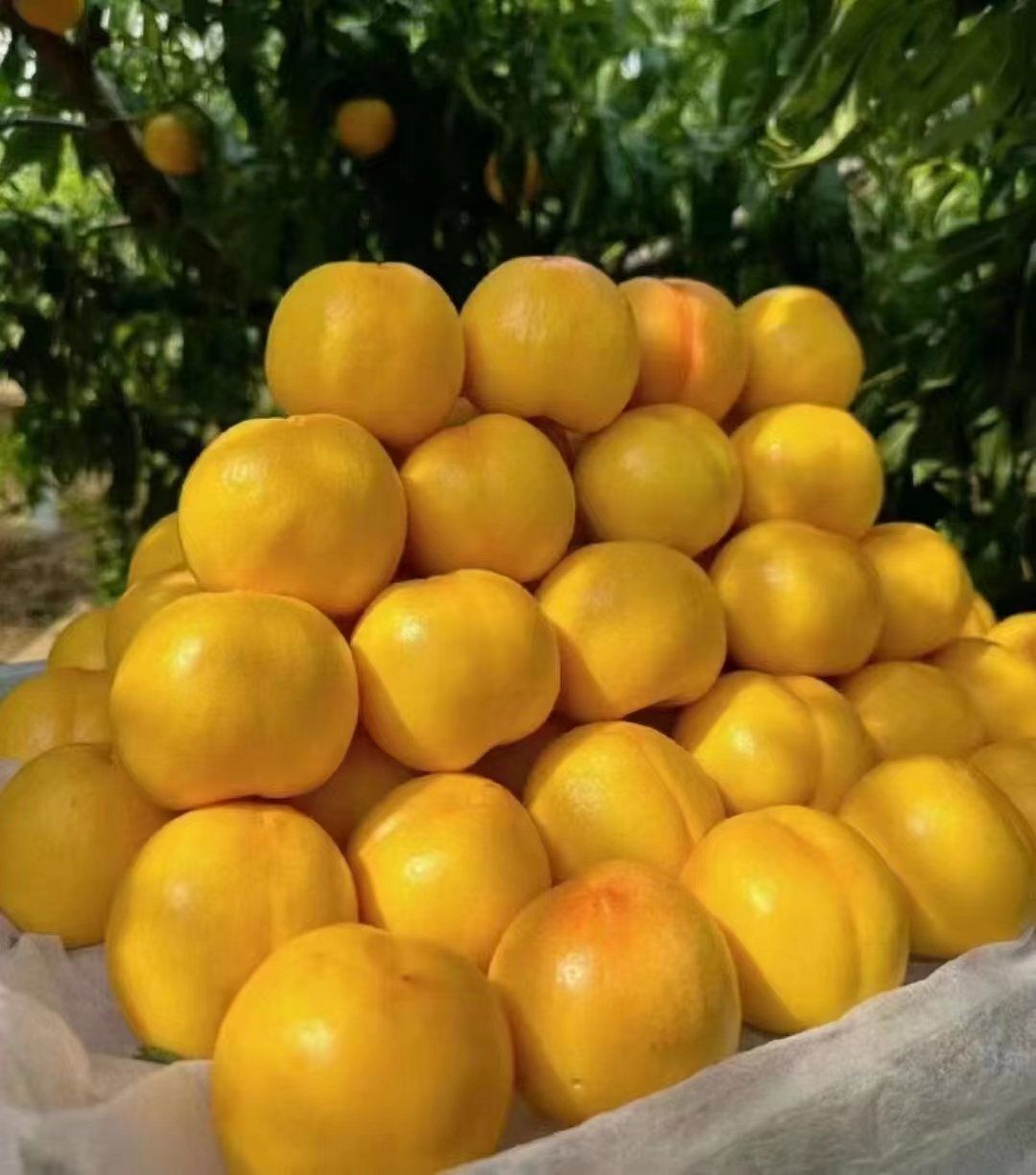 平谷大桃小胡采摘园