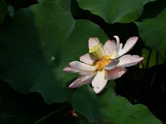 -四川大学(华西校区)