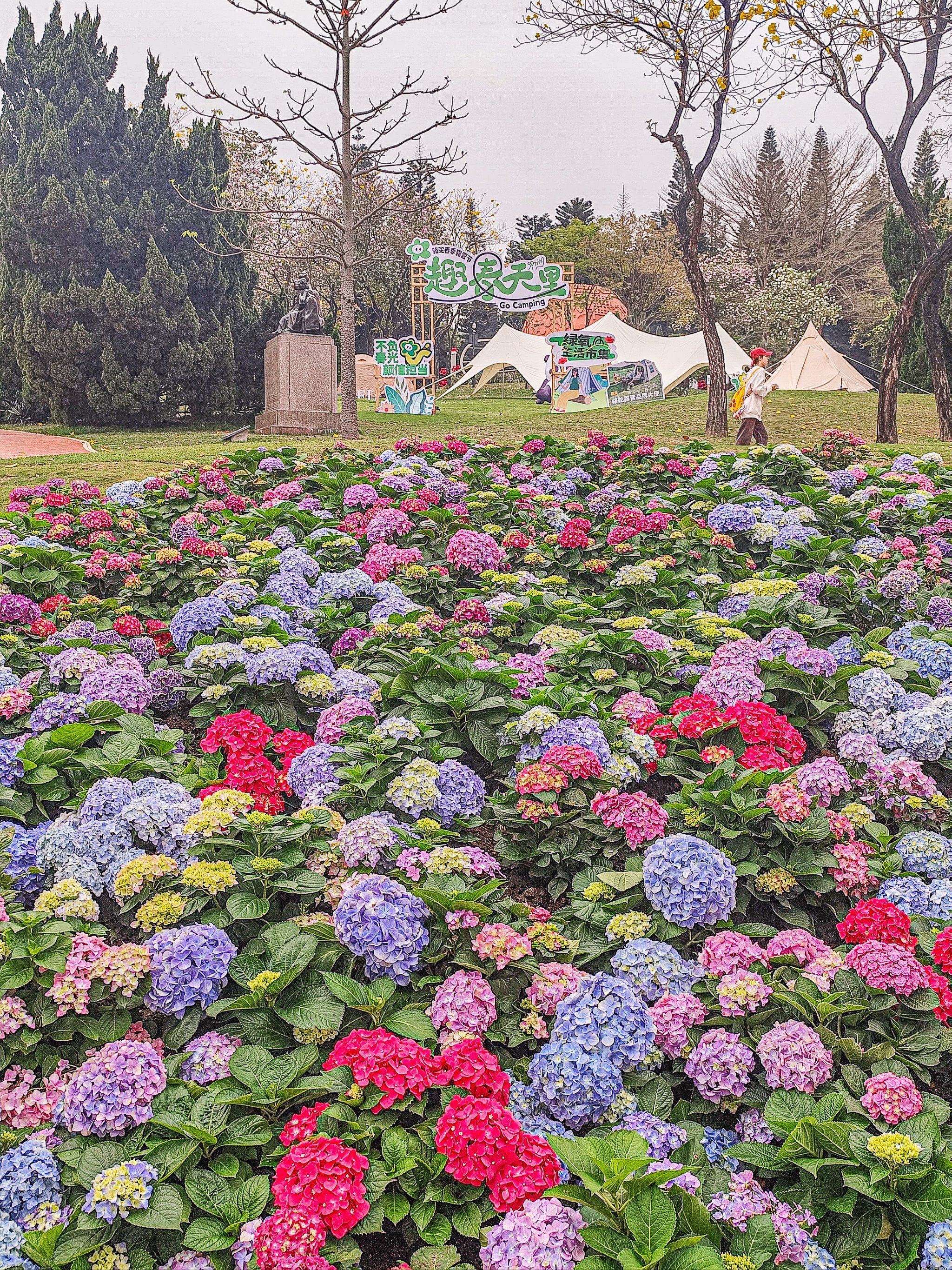 漫山遍野的绣球花!美爆了!