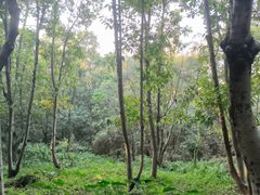 -燕晗山郊野公园