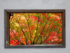 -秋霞圃