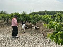 -樂桃源奉贤黄桃种植采摘基地