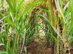 -万源龙顺度假庄园生态观光园