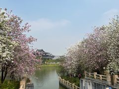 -海珠湖公园