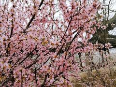 -桃花堤公园