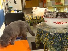 -平行世界·猫咖(首经贸店)