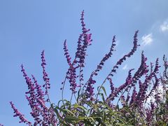 -嘉北郊野公园