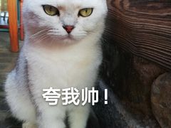 -喵屿·大理花园猫咖