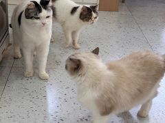 -喵园·猫主题咖啡厅·撸猫·猫咖(国贸店)