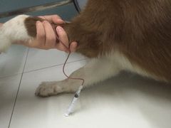 -中农大我爱我爱24h动物医院·中医针灸·猫专科·骨科医疗中心(双井店)