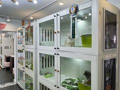 -青奢宠物·青奢猫舍