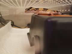 -酷以爬仙阁实体爬宠店·守宫·蜥蜴·专业繁育