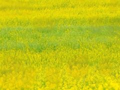 -光明小镇欢乐田园