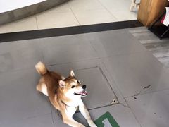 -爱侣宠医·鹦鹉专科·小型哺乳类·异宠专科(灵石路店)